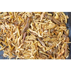 JR FARM KOKTAJL PROTEINOWY BIAŁKO ZWIERZĘCE 10G konik polny krewetka