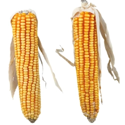 TRIXIE KOLBY KUKURYDZY 250g 2szt 60288