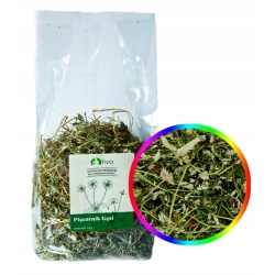 TIVO pięciornik gęsi 100g