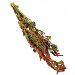 DEGUSKI Kłosy Amarantus 50g Wiechy